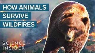 What Happens To Wild Animals During A Wildfire [upl. by Deden]