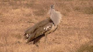 Worlds Biggest Flying Bird Kori Bustard in HD [upl. by Neelik]