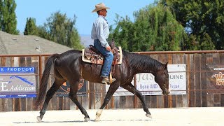 Riding Basics on my Off the Track Thoroughbred [upl. by Hgielyak]