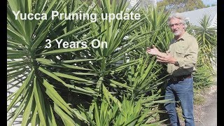 Yucca Pruning  3 years on [upl. by Florrie]