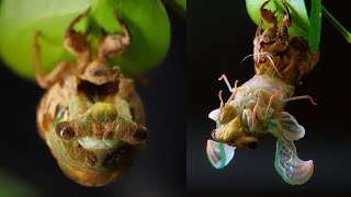 Cicada Molts in Epic Time Lapse [upl. by Eniamor]