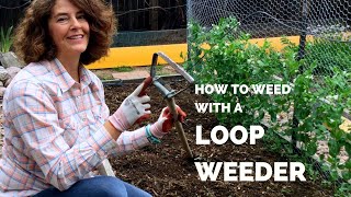 Using a Loop Weeder to Kill Weeds Quickly [upl. by Oirevas555]