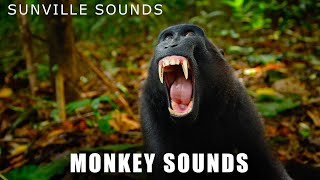 Monkey Sounds  Wilder Sounds Of Nature  Peters World Animal Sounds [upl. by Styles]