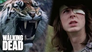 Shiva Saves Carl  The Walking Dead Classic Scene  Ep 716 [upl. by Jepum]