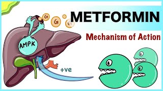 Metformin Mechanism of Action [upl. by Croom456]