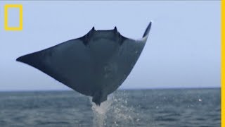 El banco de MANTARRAYAS más numeroso jamás filmado  National Geographic en Español [upl. by Ssitnerp]