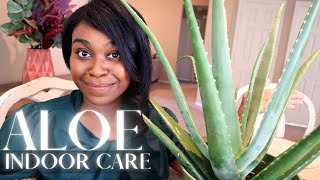 Aloe Vera Indoor Care  Succulents  Houseplants [upl. by Meredith558]