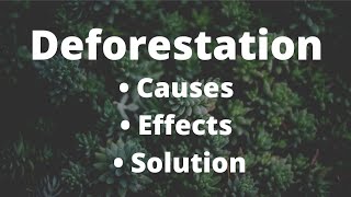 Deforestation  Causes  Effects and Solution  study [upl. by Larrisa]