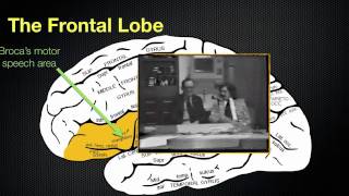 065 The Anatomy and Functions of the Frontal Lobe [upl. by Kinelski]