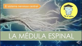 LA MÉDULA ESPINAL  SISTEMA NERVIOSO CENTRAL [upl. by Scrivens]