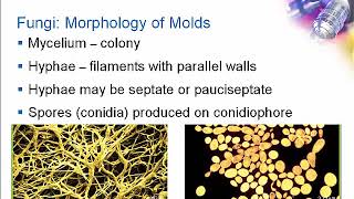 Introduction to Clinical Mycology Part 1 Hot Topic [upl. by Onig]