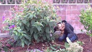 How To Prune a Princess Flower or TibouchinaAVI [upl. by Ellek16]