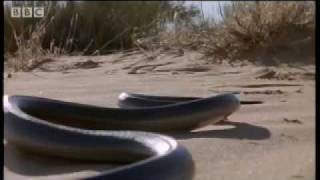 How snakes move amp run  Serpent  BBC Animals [upl. by Imnubulo114]