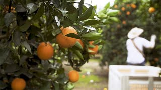 Can Science Save California Citrus From Greening Disease [upl. by Drarehs]