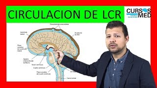 FISIOLOGÍA  CIRCULACIÓN DEL LCR  HIDROCEFALIA [upl. by Etessil]