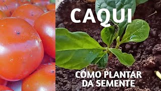 Como plantar CAQUI da semente melhor lua e dicas [upl. by Ajad]