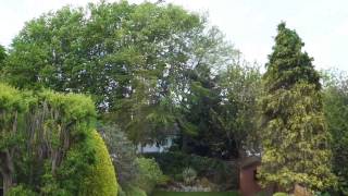 Trees and Plants at 30 mph wind [upl. by Leah]