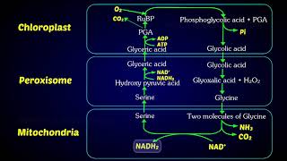 Photorespiration C2 Cycle  Photorespiratory pathway [upl. by Niela]