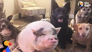 Pig Is Smarter Than His Dog Siblings  The Dodo [upl. by Deppy]