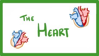 GCSE Biology  The Heart 23 [upl. by Aldus]