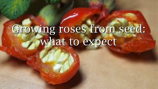 Growing roses from seed what to expect [upl. by Gaeta]