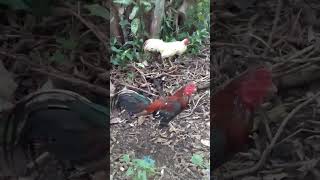 Ayam Emas Thailand Beautiful Color Thai Chicken  Adipura Farm [upl. by Monroy]