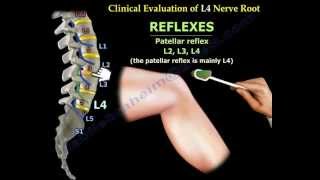 Femoral Nerve Anatomy  Everything You Need To Know  Dr Nabil Ebraheim [upl. by Noira657]