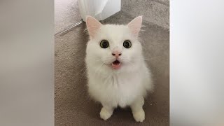 CATS going CRAZY  Funniest CATNIP reactions and much more [upl. by Leacock]