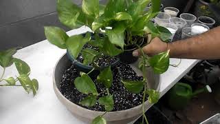 Repotting Pothos [upl. by Elocan212]