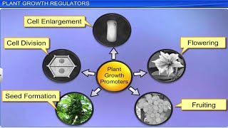 CBSE Class 11 Biology  Plants Growth and Development  Full Chapter  By Shiksha House [upl. by Shulins138]