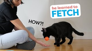 How I Trained My Cat To Fetch [upl. by Ploch880]