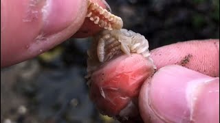 Removing 3 Parasites from Ariana the Shrimp shorts [upl. by Ninetta]