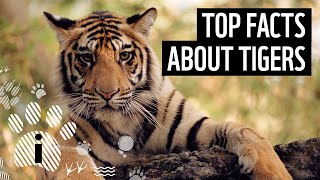 Top 7 Facts About Tigers  Animal Fun Facts  WWF [upl. by Eleirbag511]