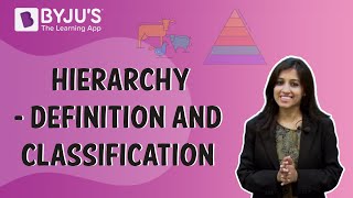 Hierarchy  Definition And Classification [upl. by Ynaffad]