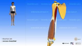 Les loges musculaires du bras [upl. by Amiaj]