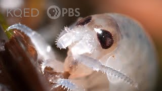 These Acrobatic Beach Hoppers Shred All Night Long  Deep Look [upl. by Xonk]